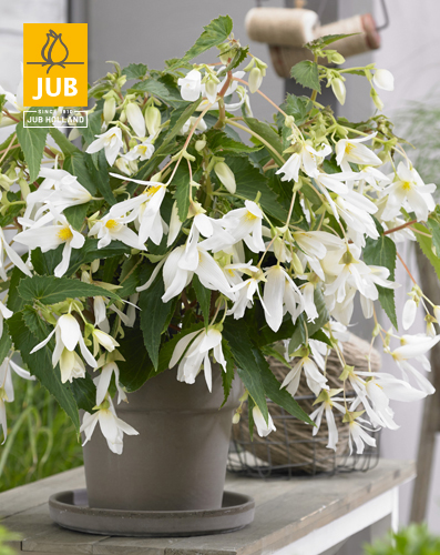 BEGÓNIA BOLIVIENSIS SANTA BARBARA 10 ks